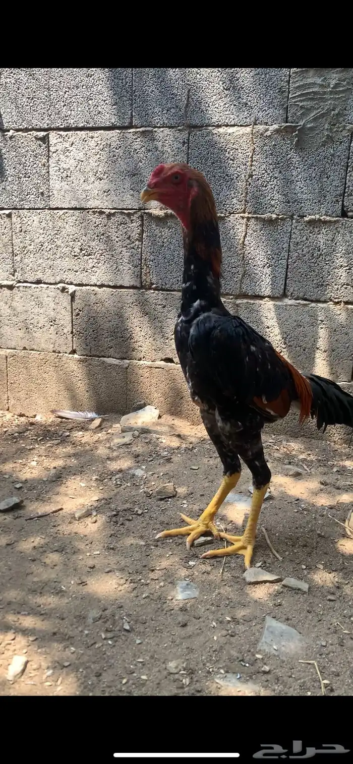 زوج دجاج شامو فاخر 0