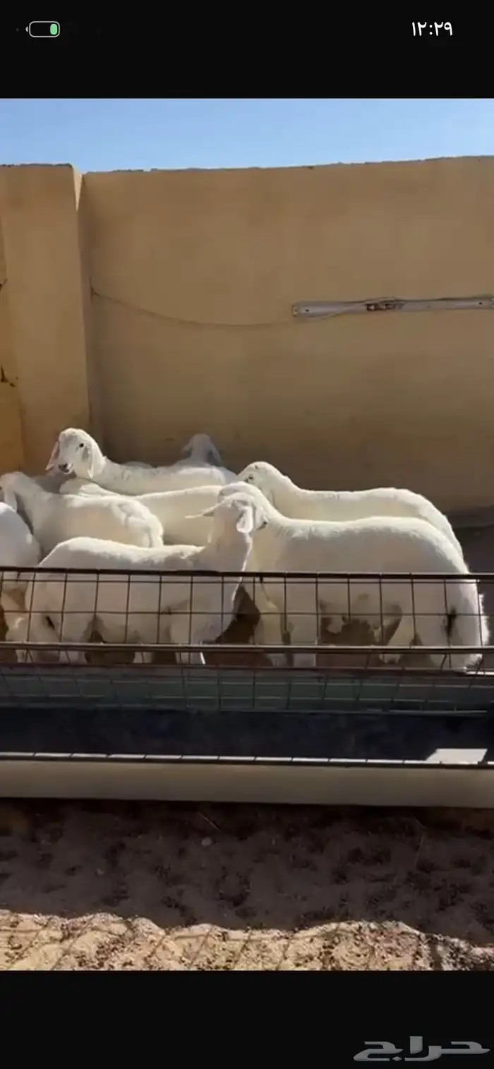 للبيع بهم طيب 0