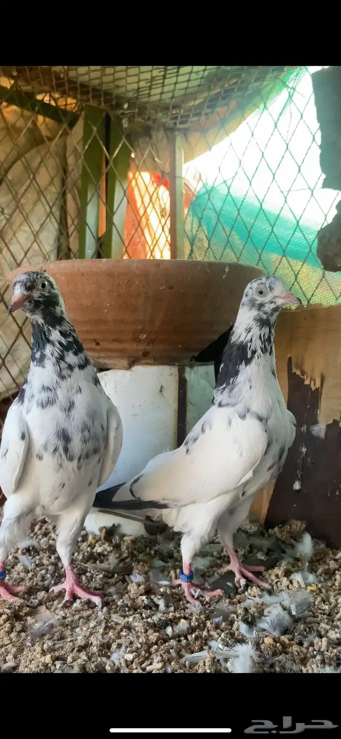 حمام باكستاني 5