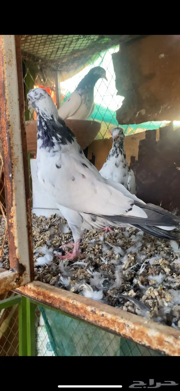 حمام باكستاني 2
