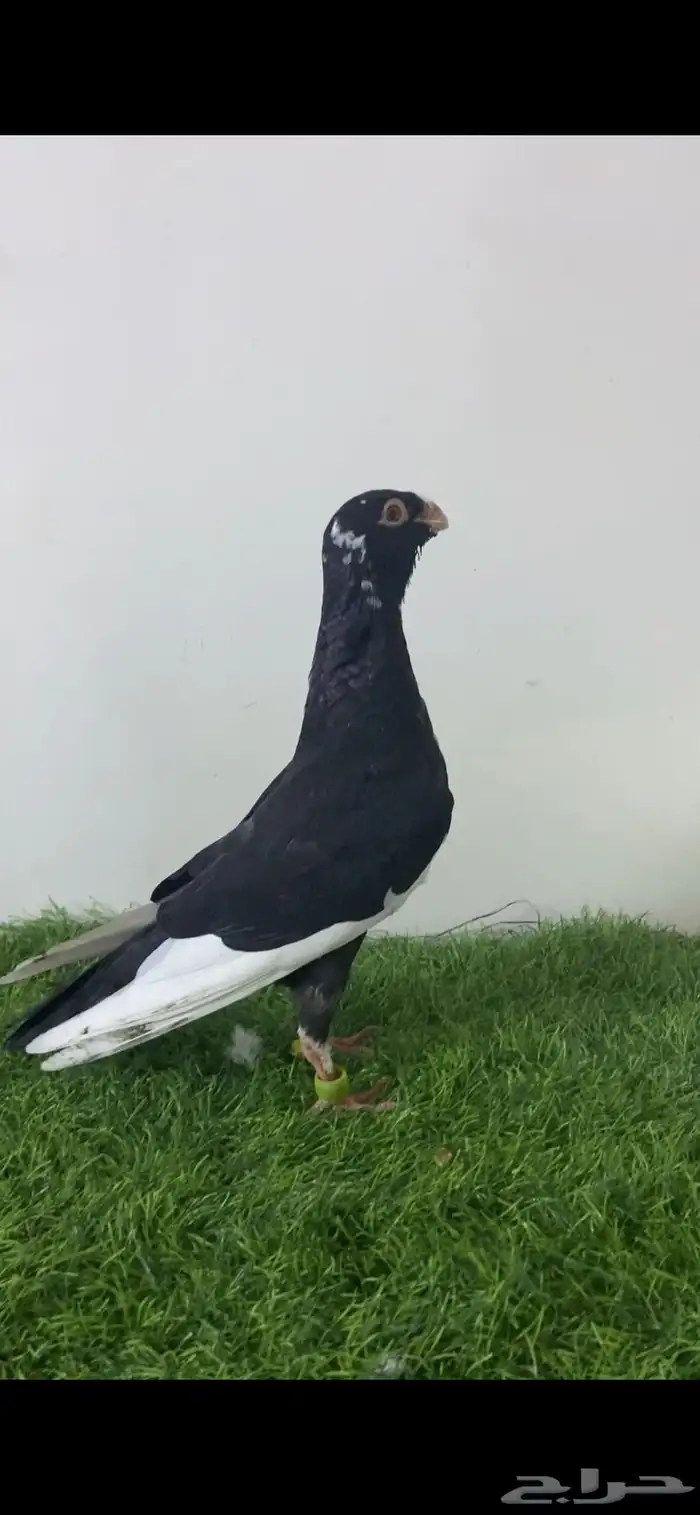 حمام شامي 3