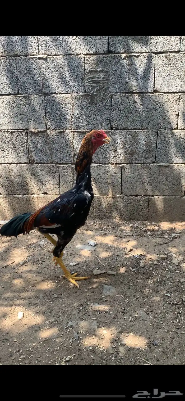 زوج دجاج شامو فاخر 1
