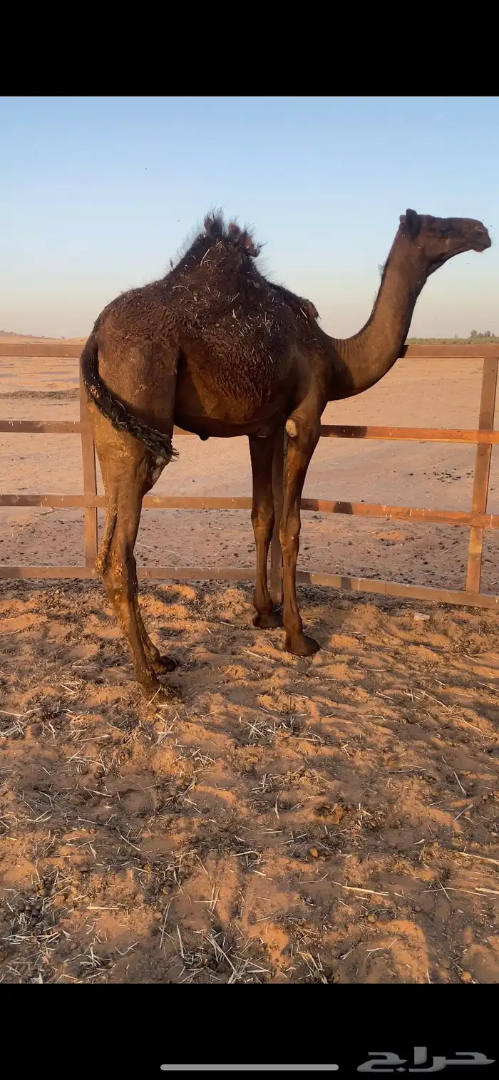 بكره فل شحم 1