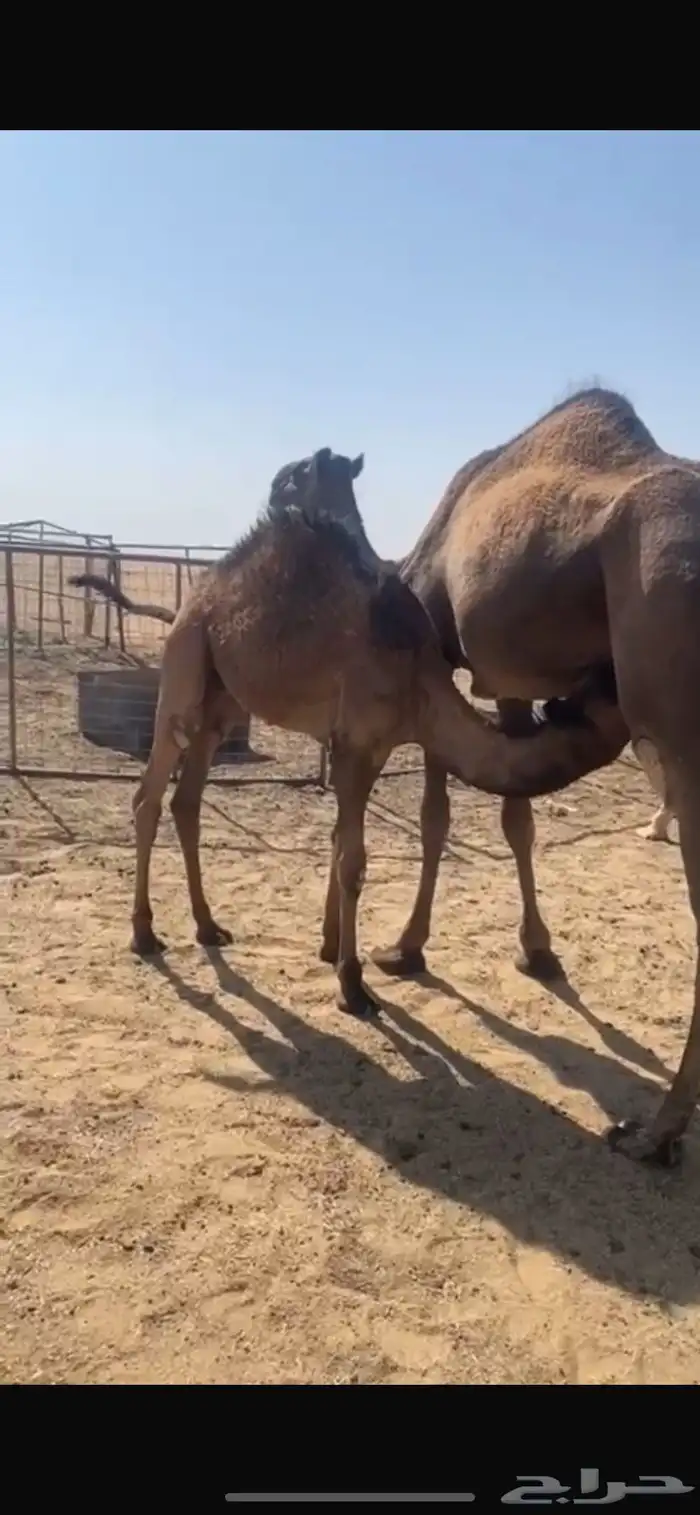 حوار للبيع 2