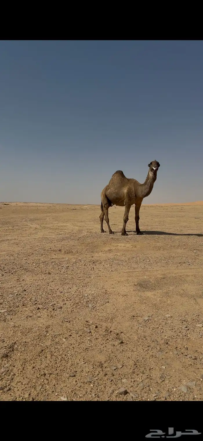 فحل باكستاني اصفر كفو 3