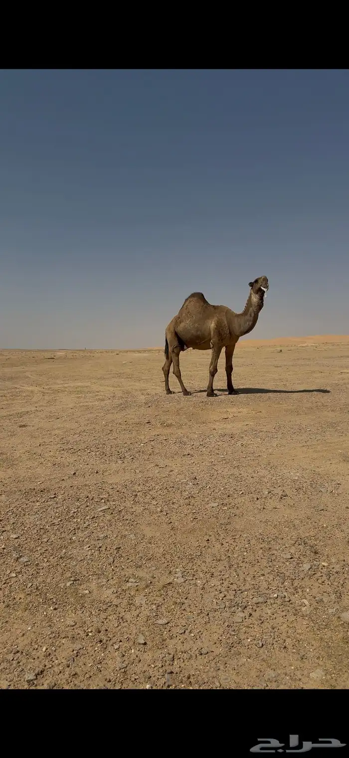فحل باكستاني اصفر كفو 2