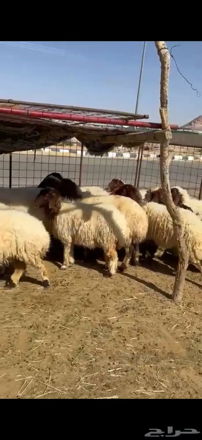 غنم نعيم مقنوي 0