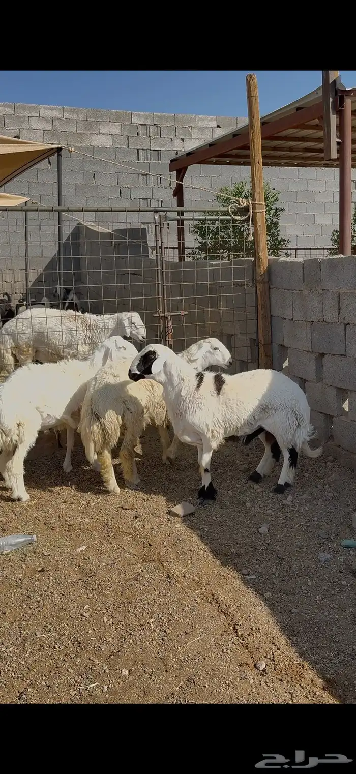 ذبايح للبيع حري و سواكن وتيوس مع أمكانية الذبح والتوصيل للعم 1