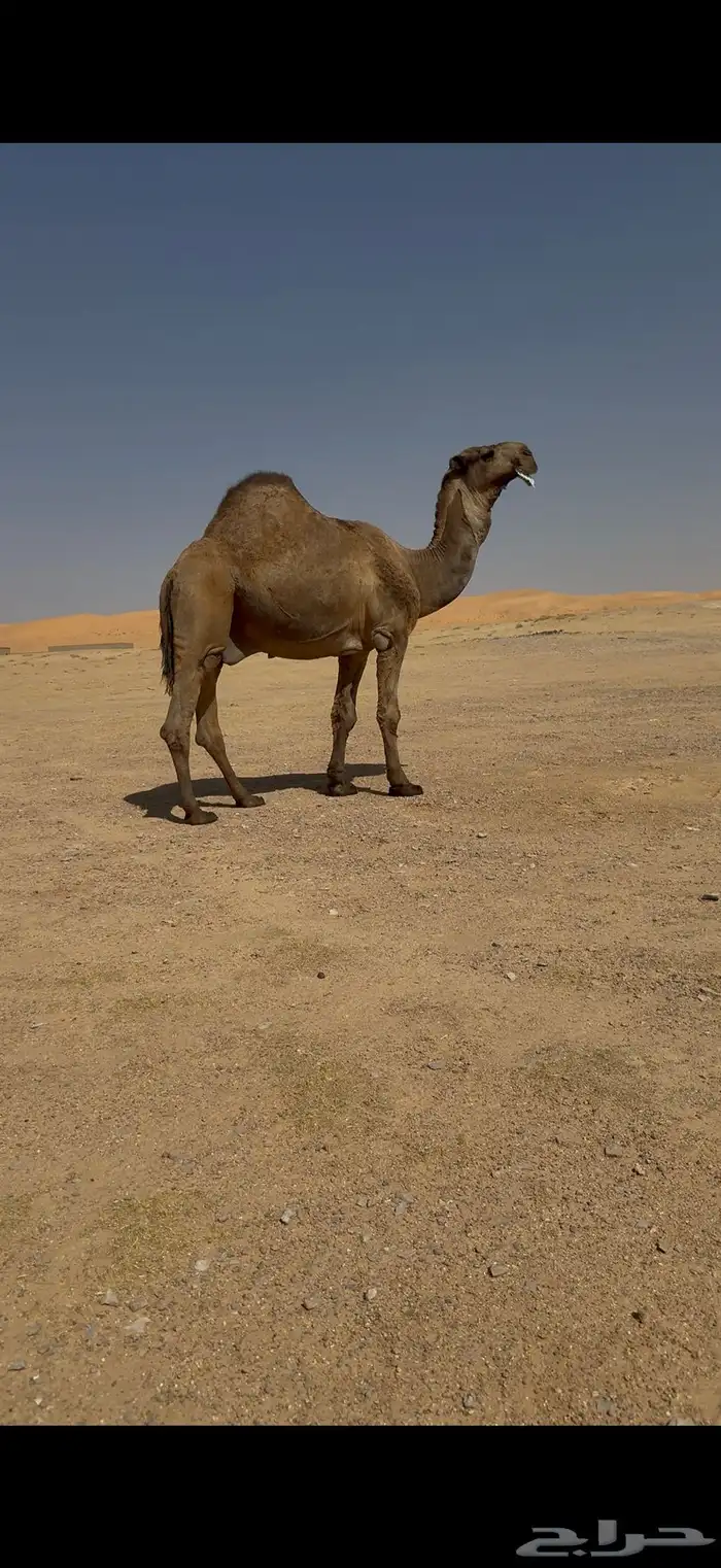 فحل باكستاني اصفر كفو 7