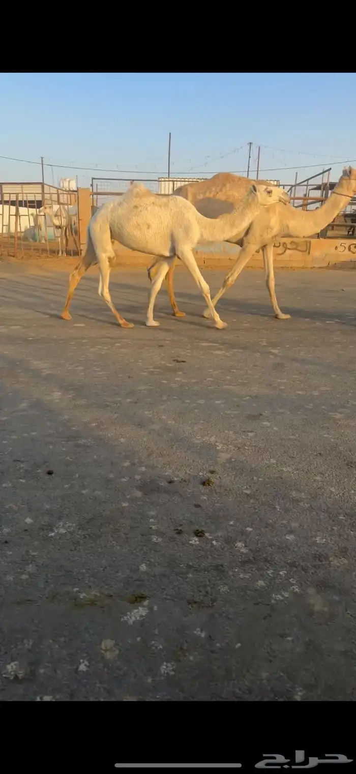 بكره رمانيه 0