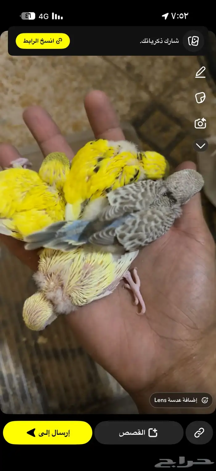 اللي عنده طيور للبيع يكلمني 0