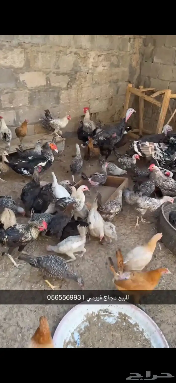للبيع دجاج 0