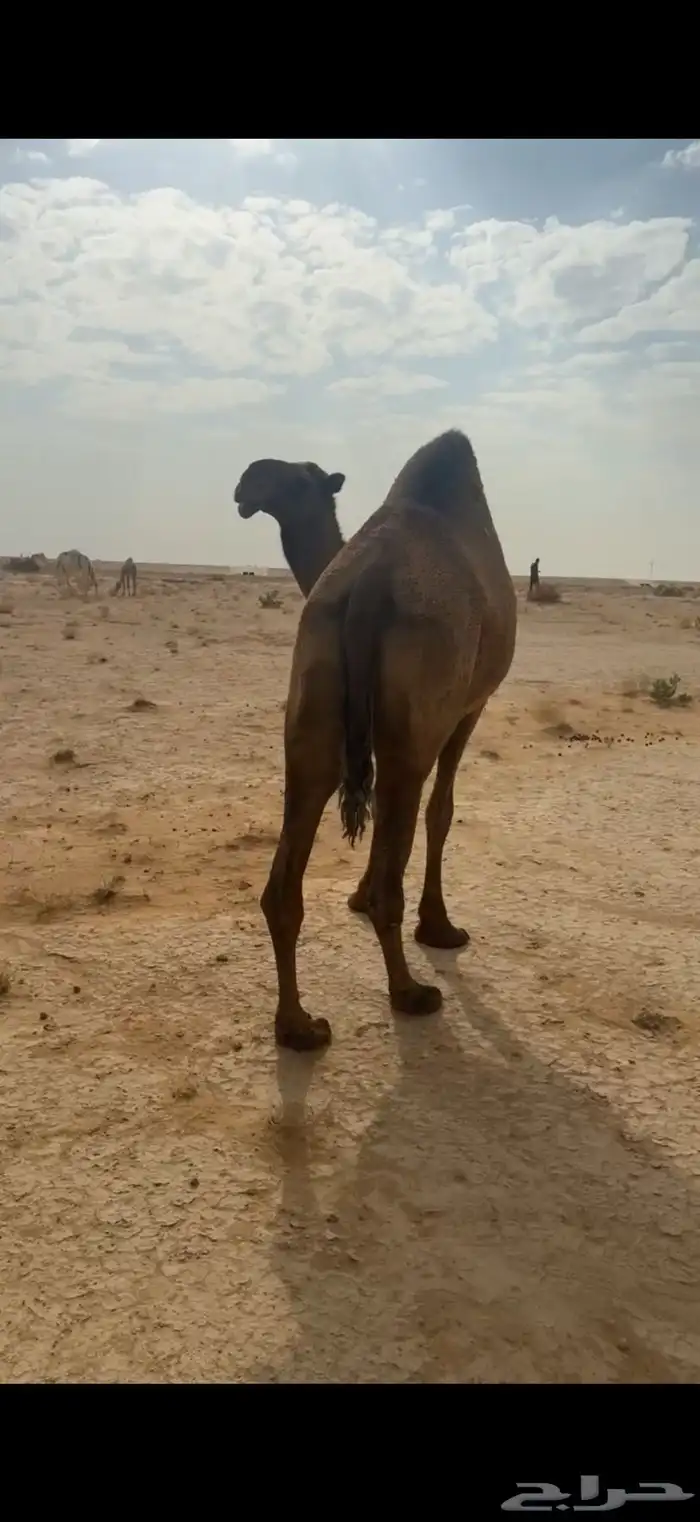 لقحه صفرا 0