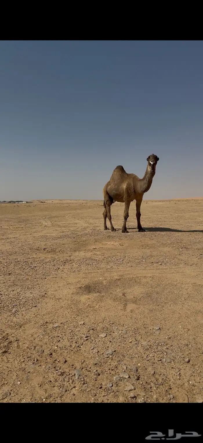 فحل باكستاني اصفر كفو 4