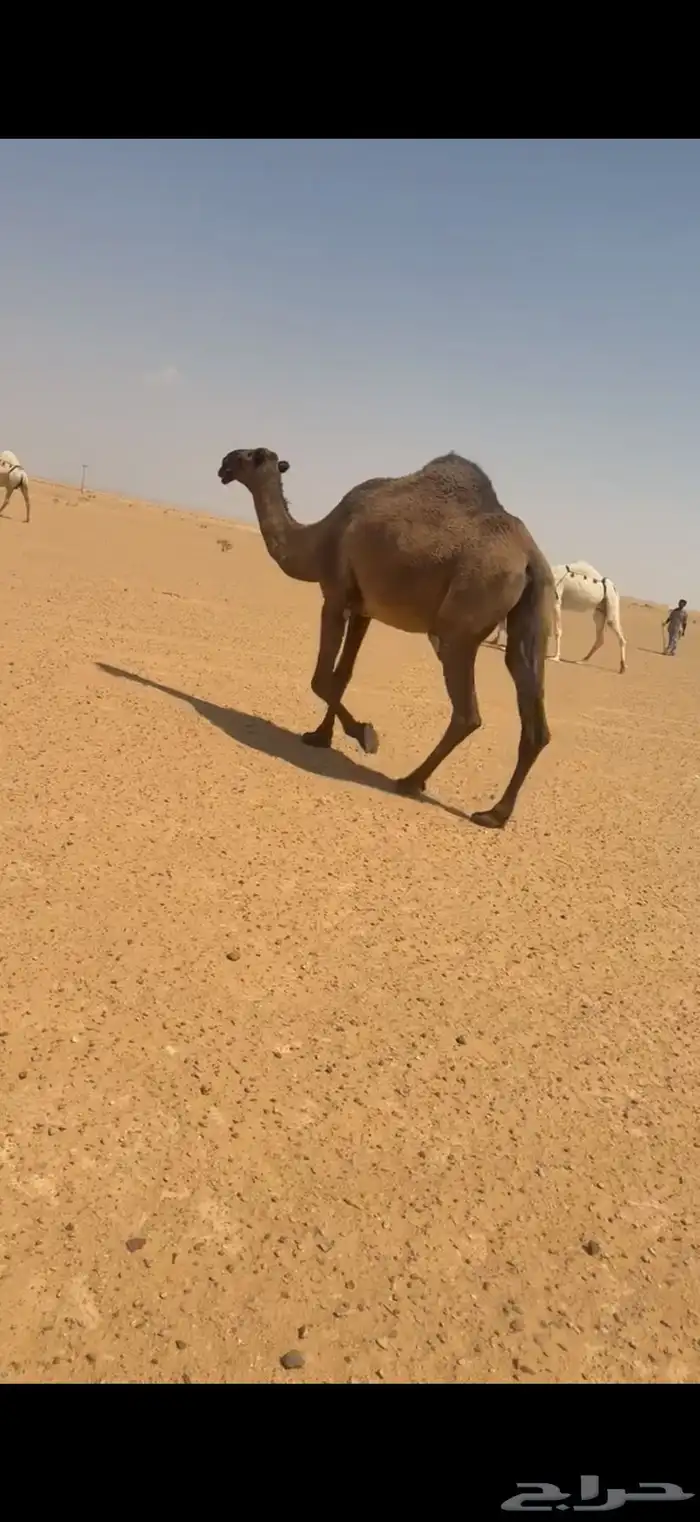 لقحه صفرا 3