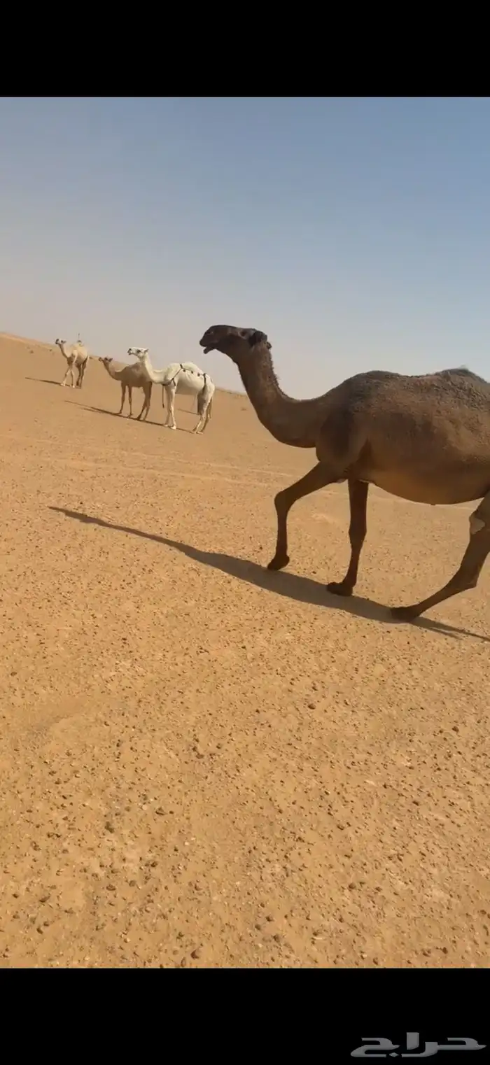 لقحه صفرا 1