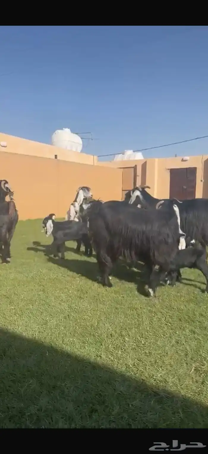 متابيع عوارض خصم الديود طيبه 8