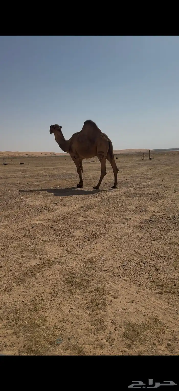فحل باكستاني اصفر كفو 9