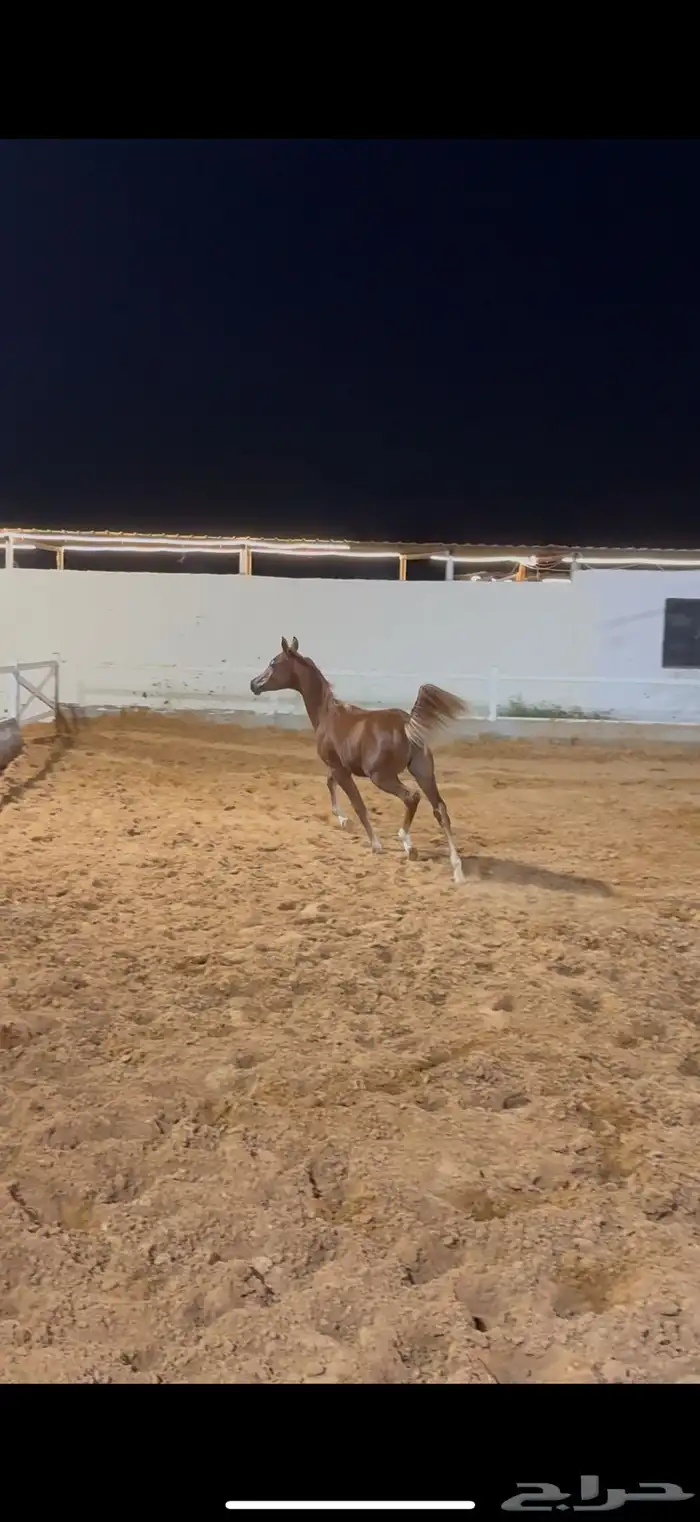 مهر واهو فاخر 1