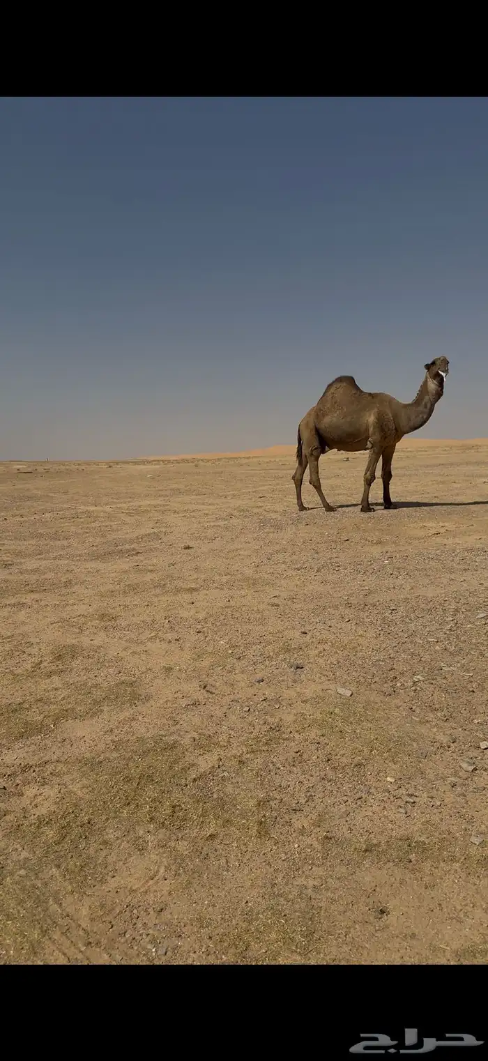فحل باكستاني اصفر كفو 1