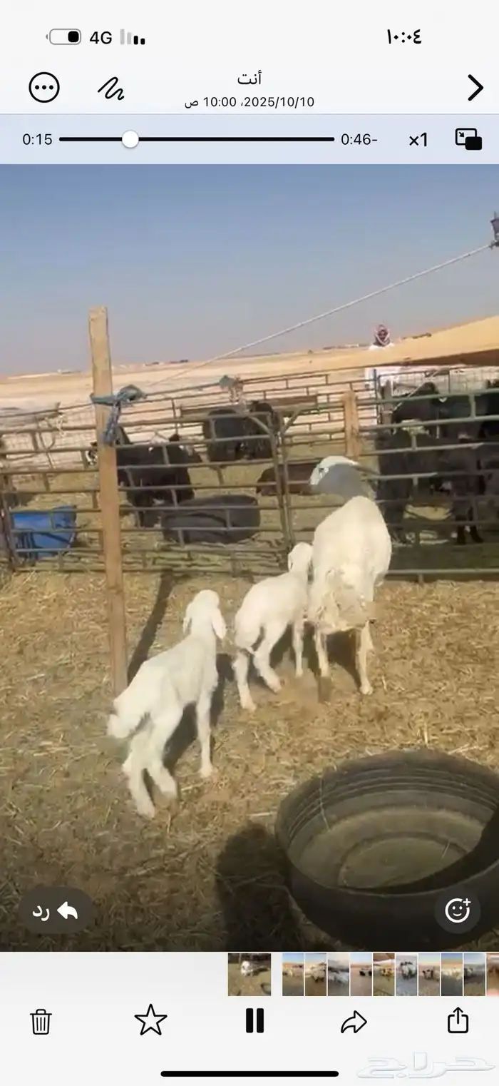 حريه متاومه 2