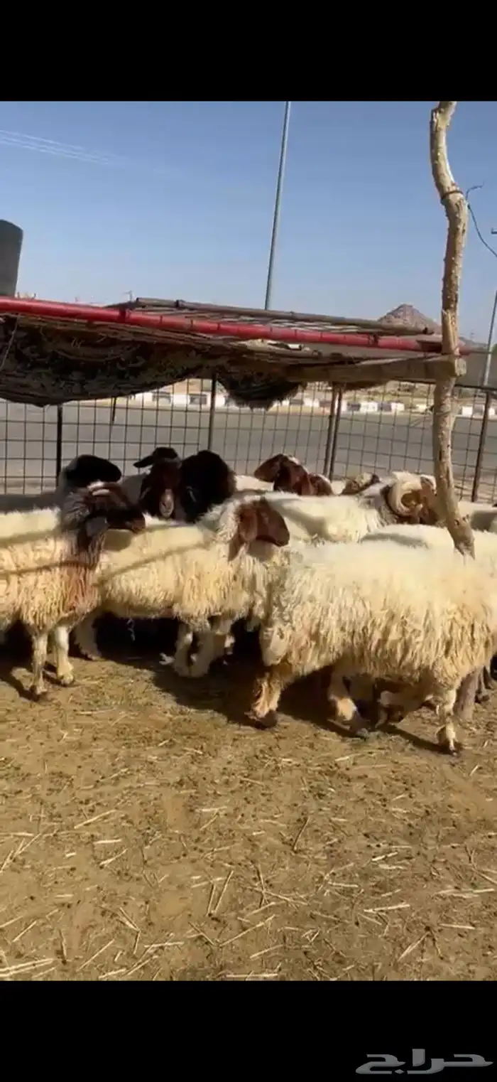 غنم نعيم مقنوي 5