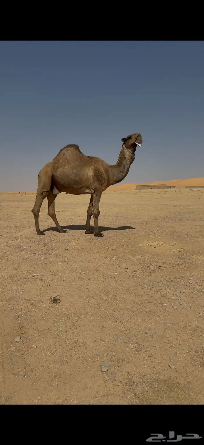 فحل باكستاني اصفر كفو 8
