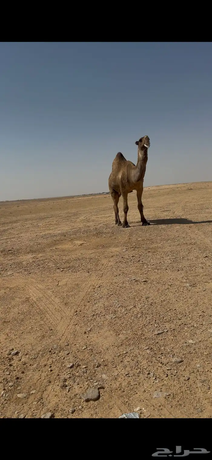 فحل باكستاني اصفر كفو 5