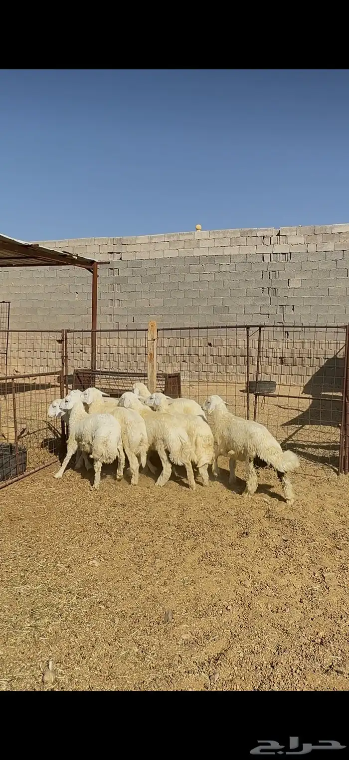 ذبايح للبيع حري و سواكن وتيوس مع أمكانية الذبح والتوصيل للعم 8