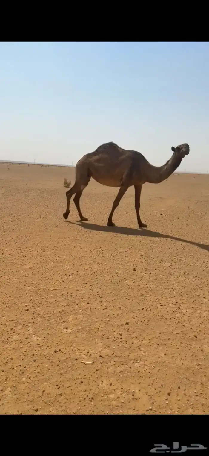 لقحه صفرا 2