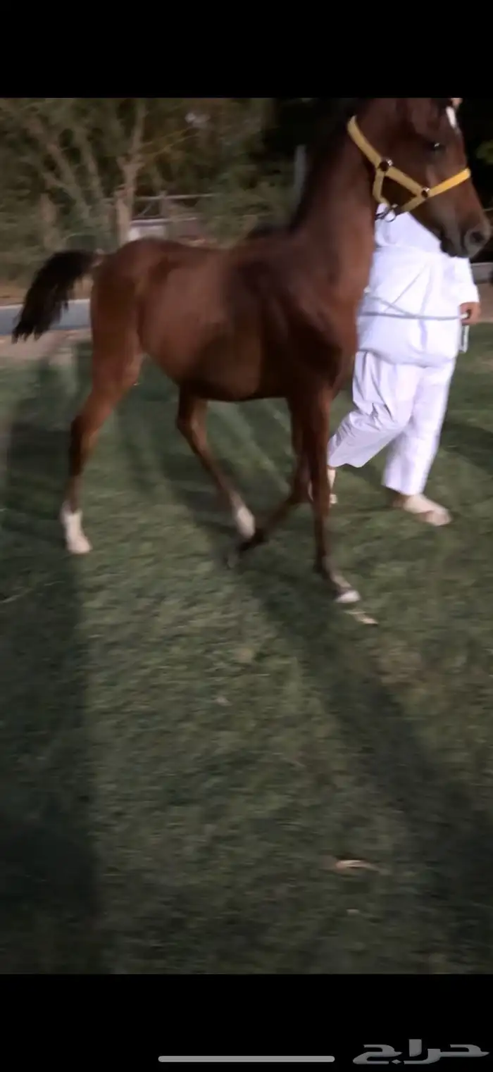 مهر شعبي 0