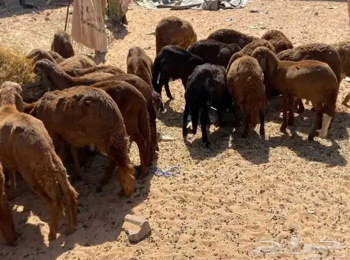 سواكن  التطعيمات. عن جميع الأمراض 2