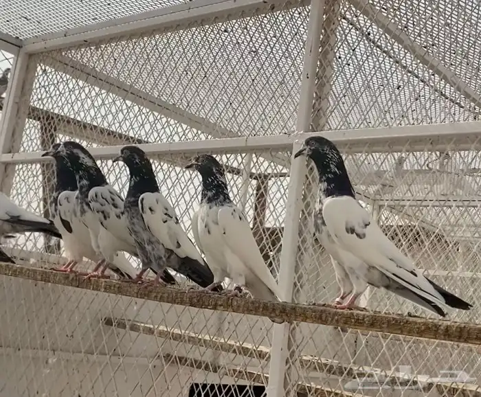 حمام باكستاني 4