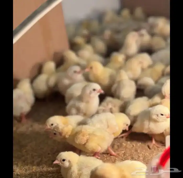كتاكيت لاحم روس 300 حبه بصحه ممتازه 0