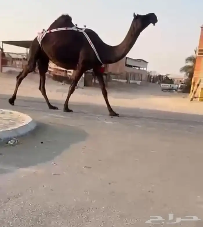 للبيع ضروبة كفو 0