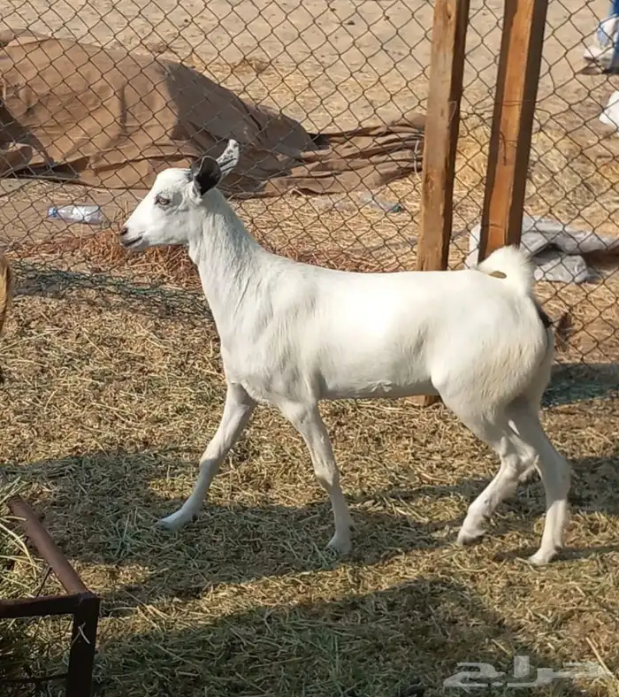 تيسين عوارض. وجفره 0