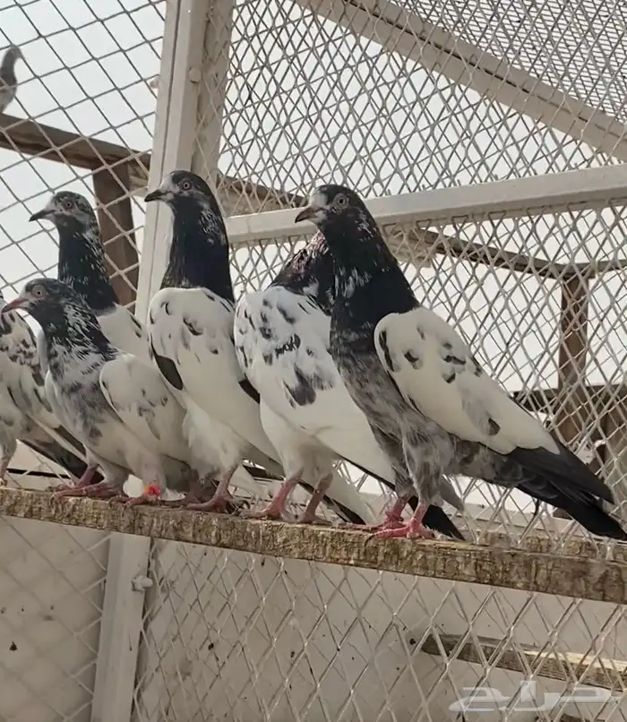حمام باكستاني 5