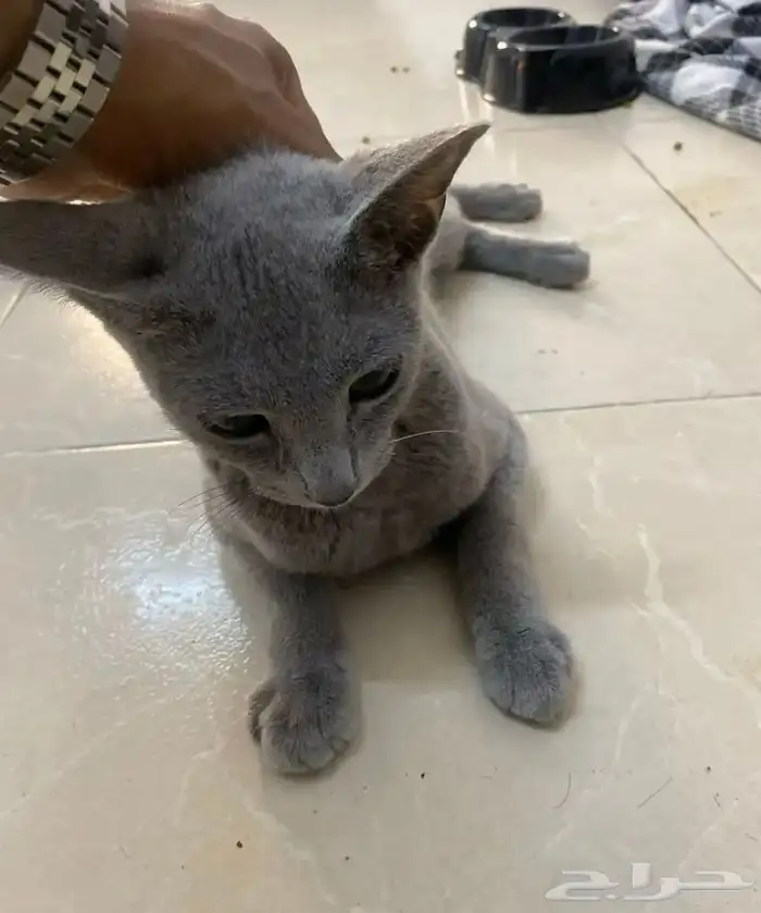 قط للبيع 1