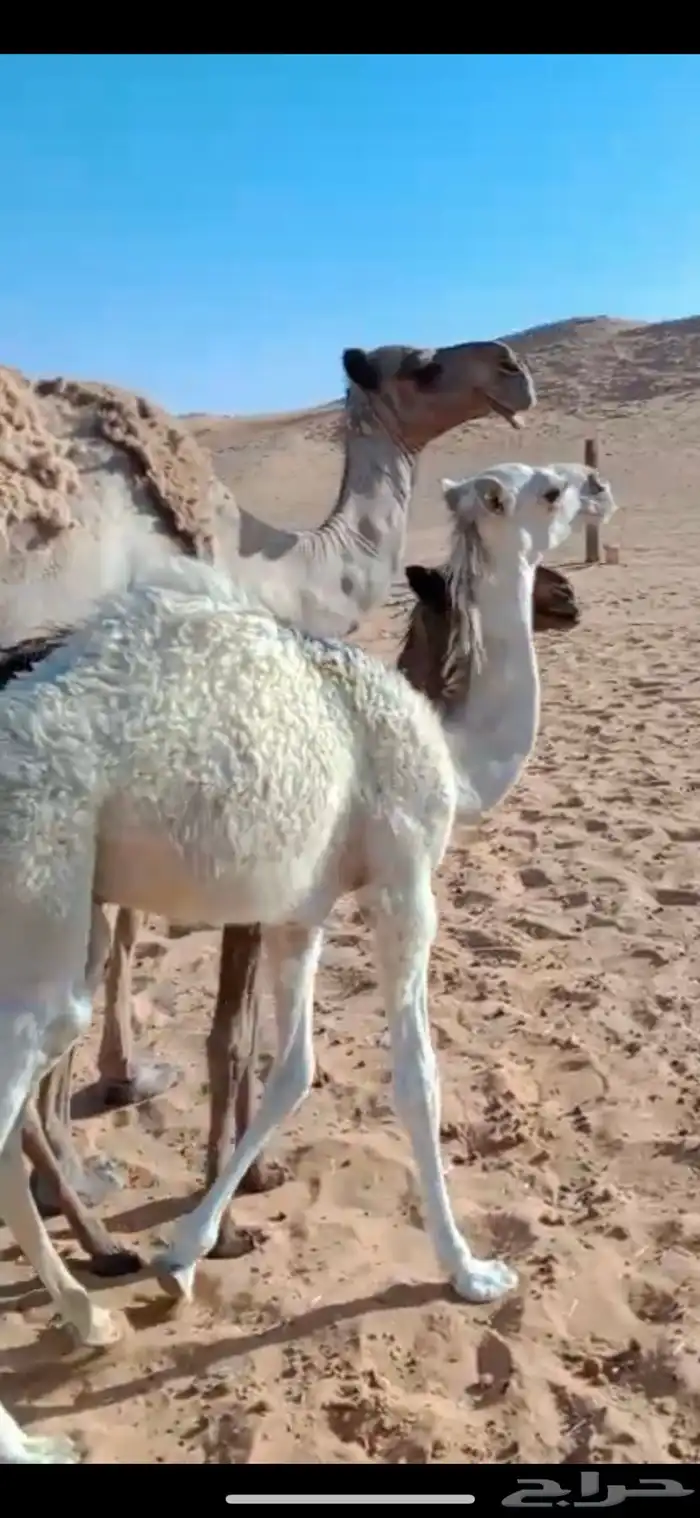 قعود للبيع 3