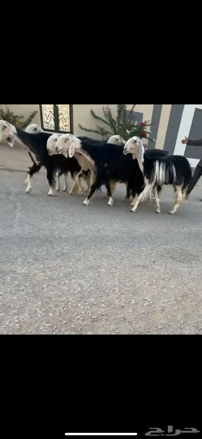 شياه نجد كفووو 1