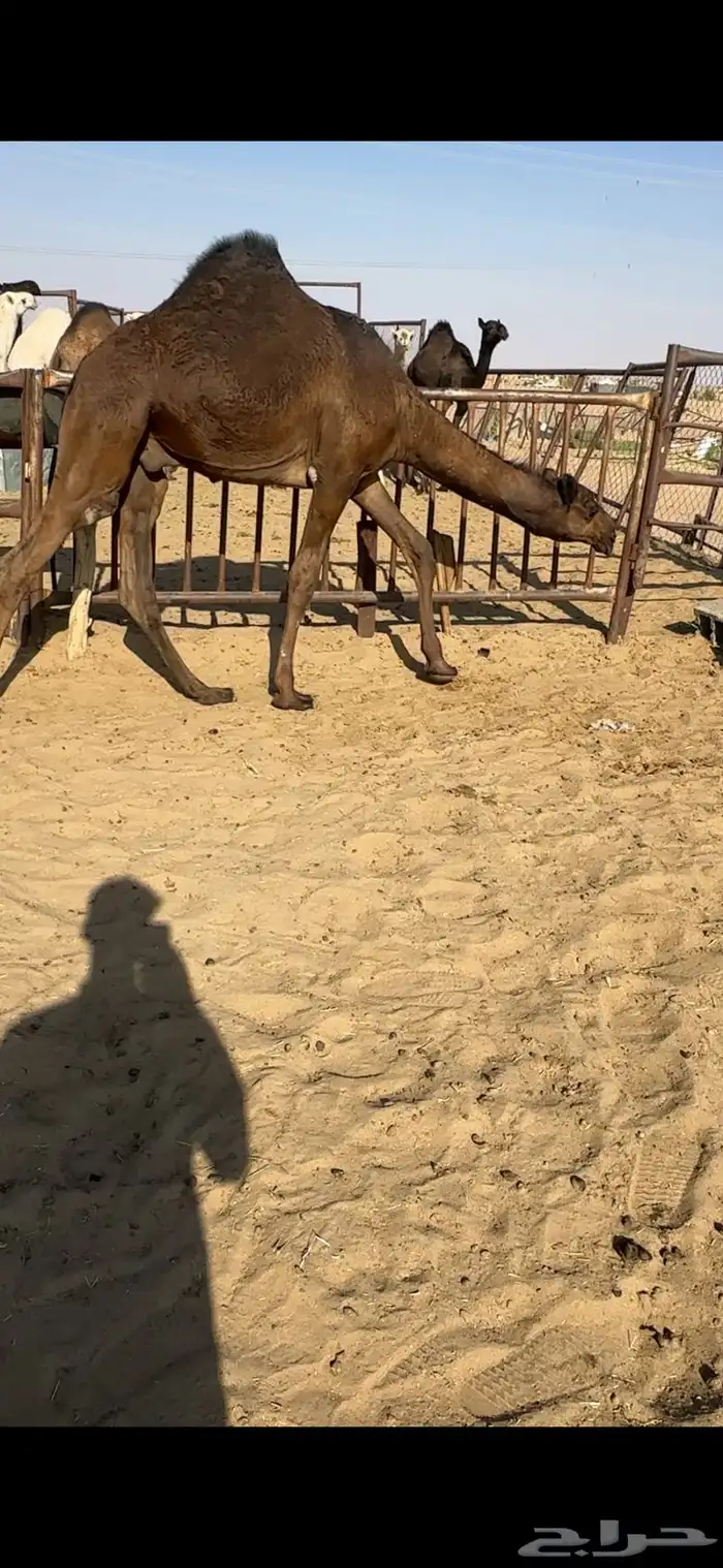 قعدان كفووو للبيع رقم الجوآل 3