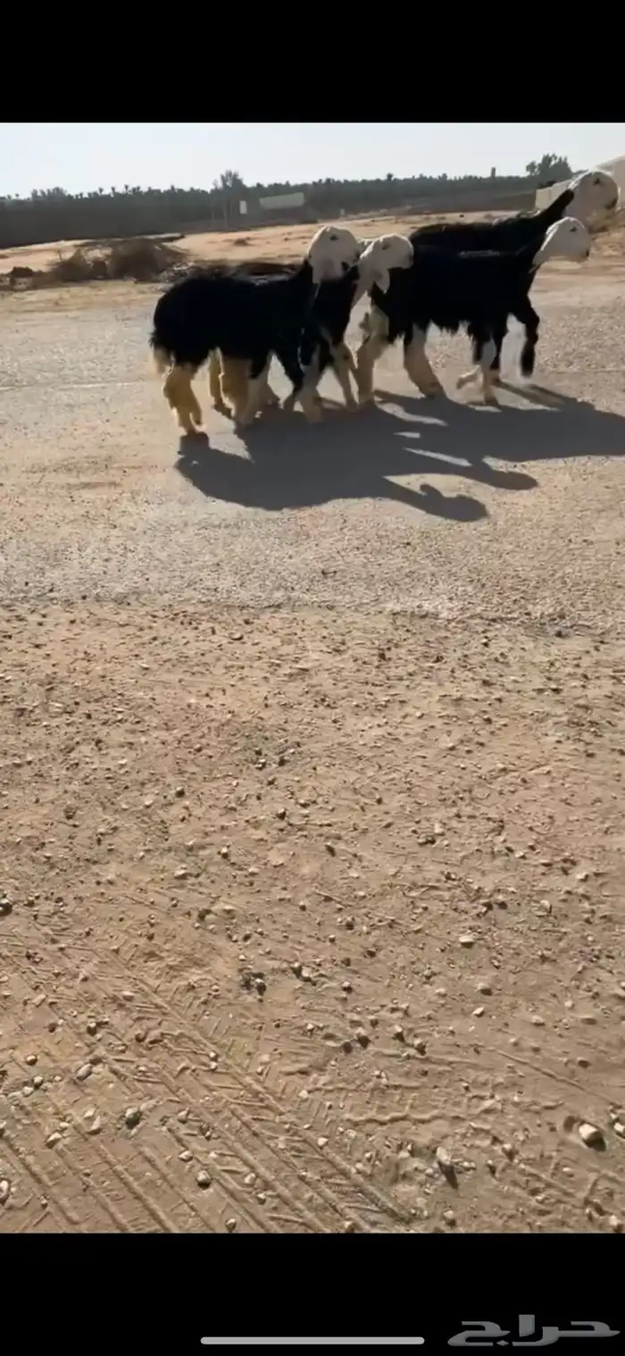 رخال نجد نوادر 1
