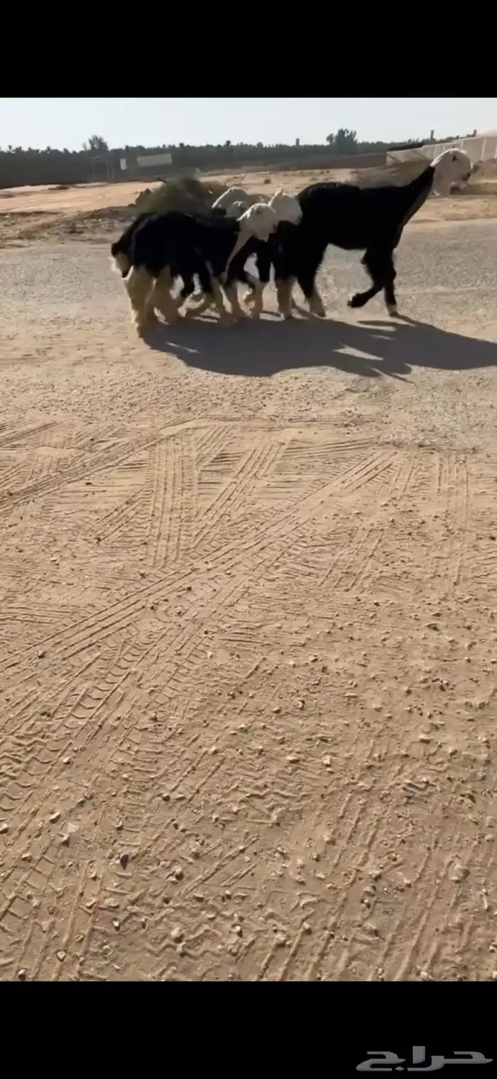 رخال نجد نوادر 2