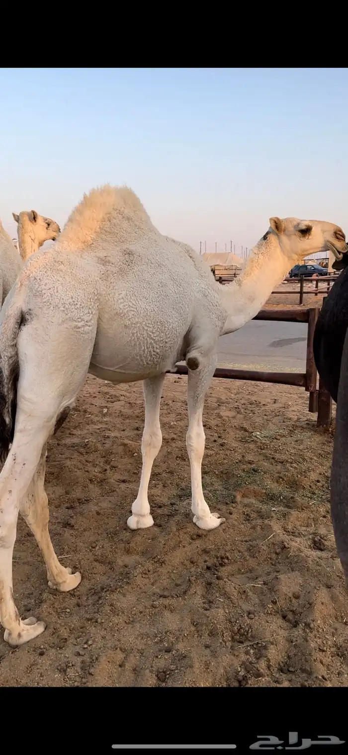 قعود أوضح كفو 2