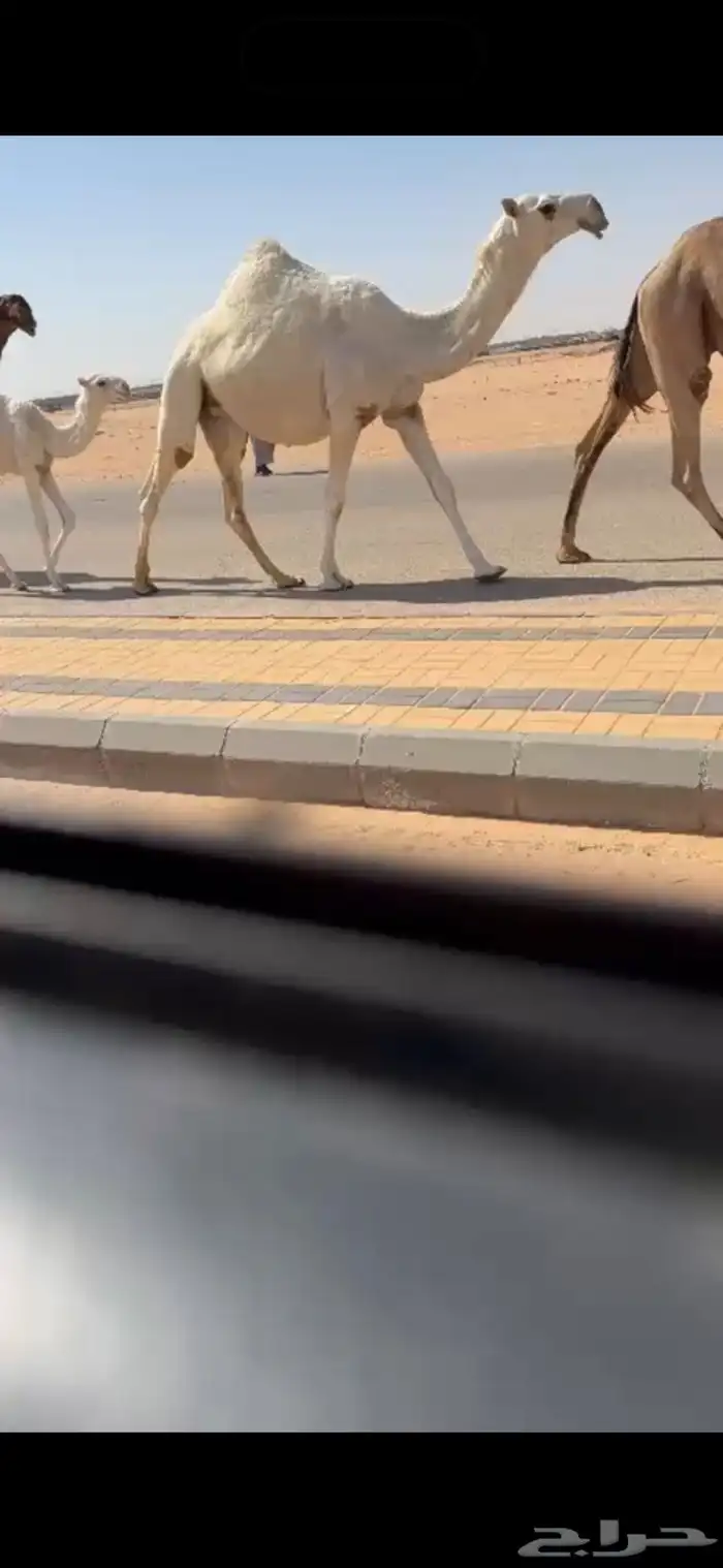 لقحه رمانيه بكر جذعه كفو 1