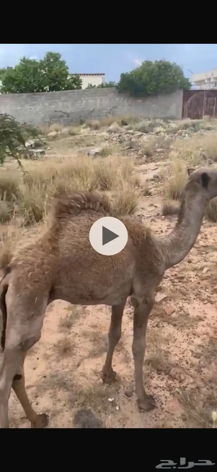 ناقه وولدها للبيع 0