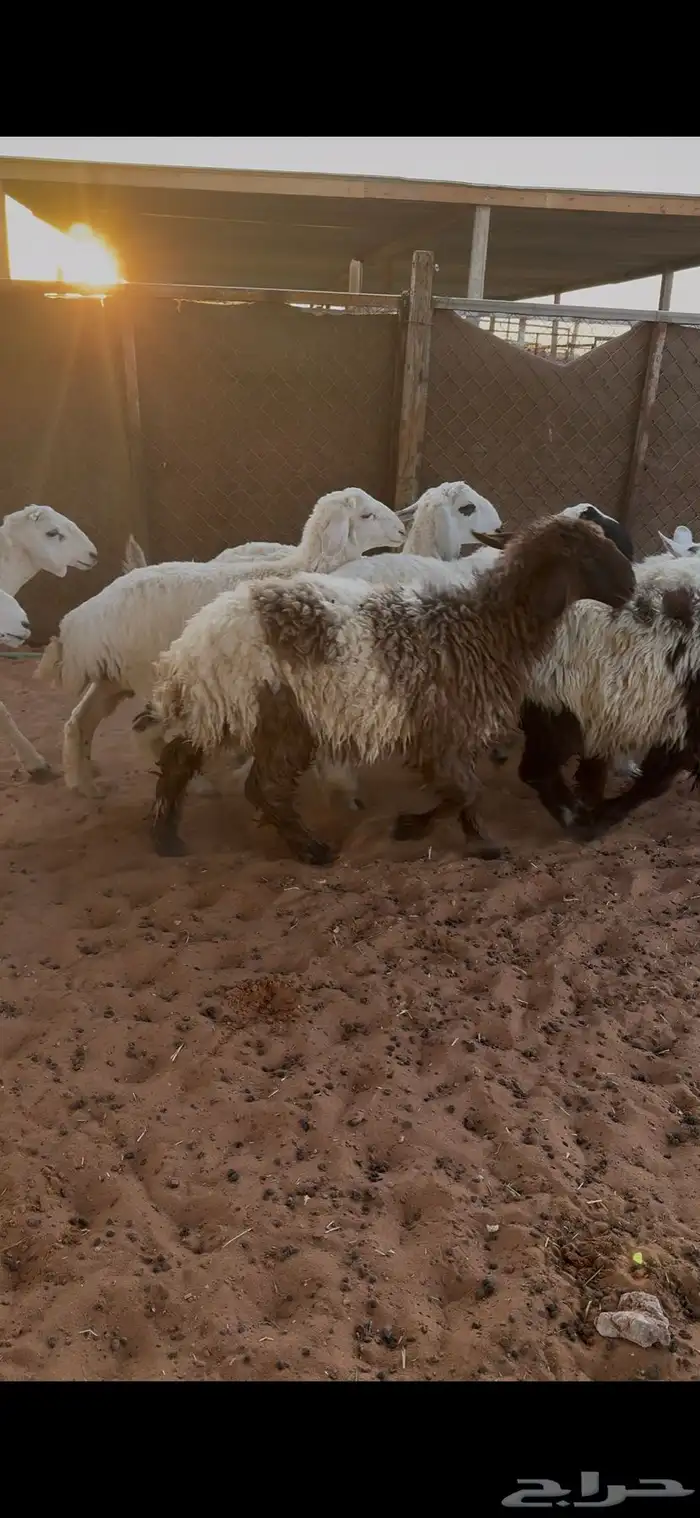 ذبايح هرافا طيبه 2