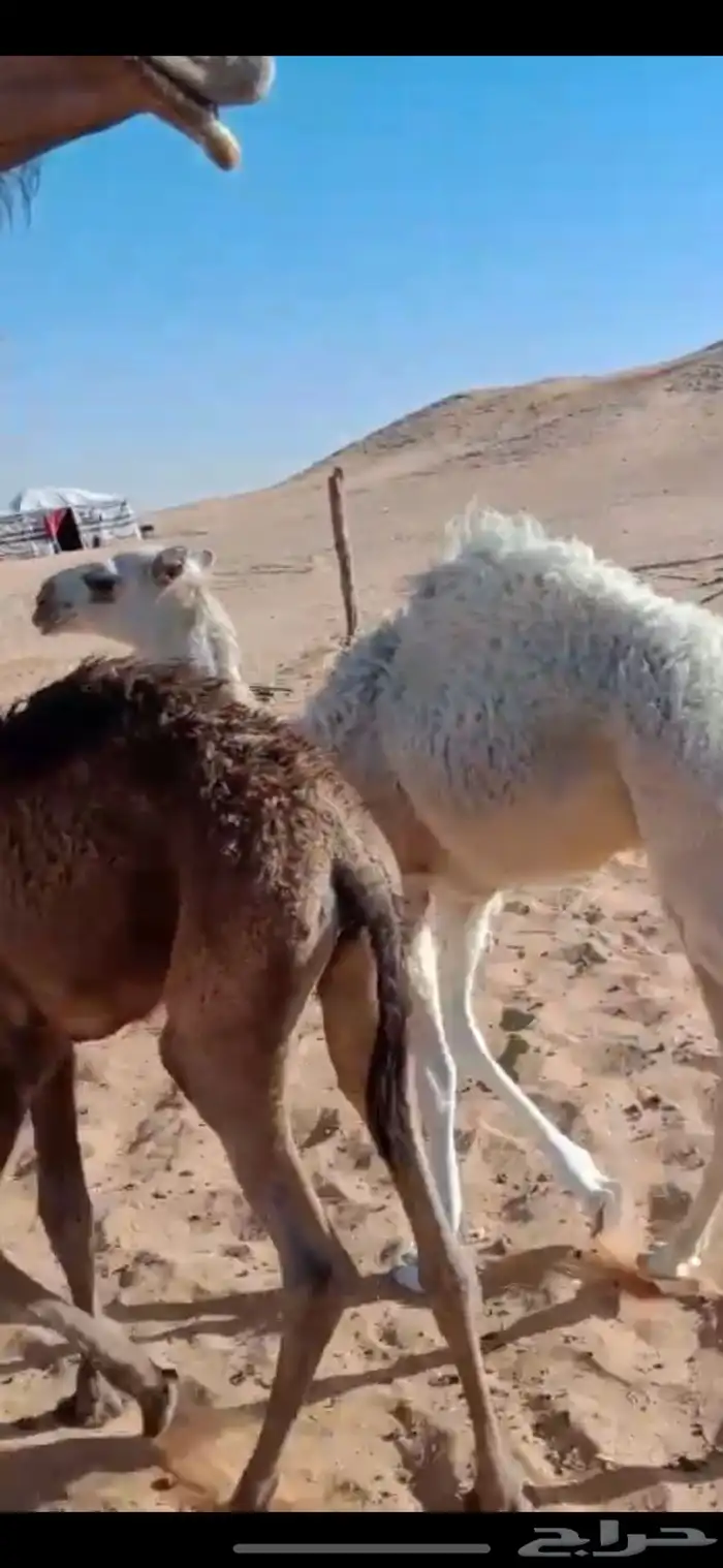 قعود للبيع 1
