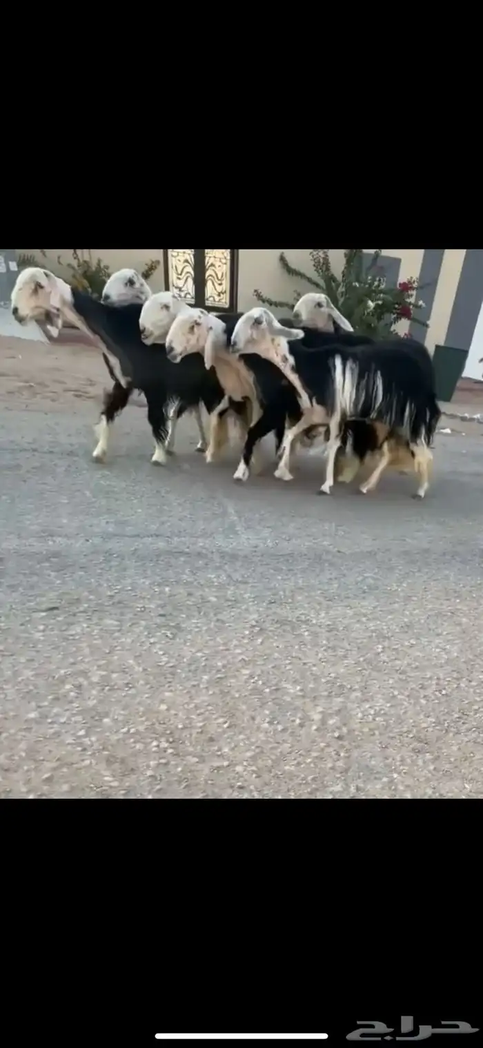 شياه نجد كفووو 0