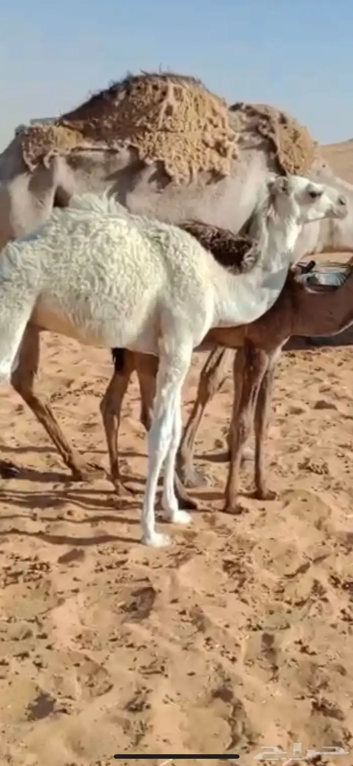 قعود للبيع 5